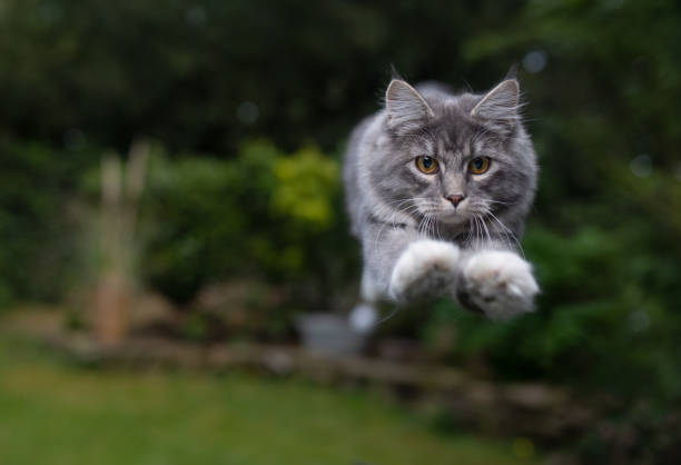 hoppande katt - energetic jumping bokeh bildbanksfoton och bilder