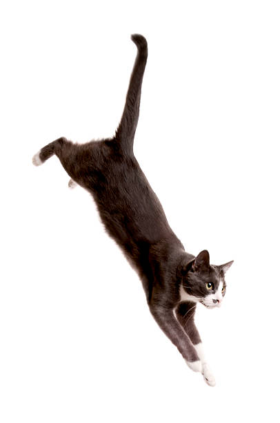 jumping cat stock photo