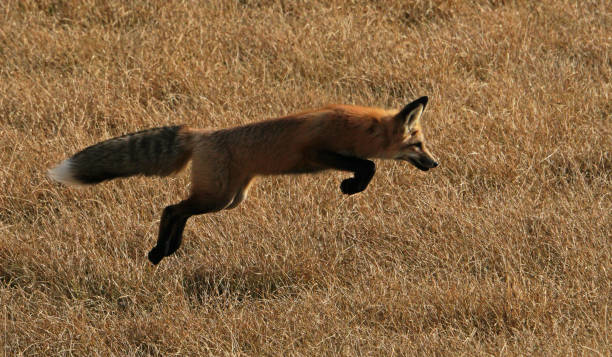 Jumping Fox stock photo