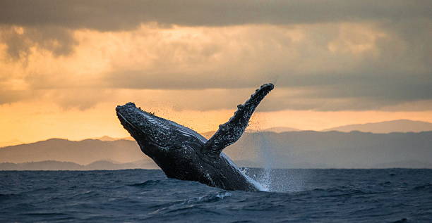 Jumping humpback whale at sunset. Madagascar. stock photo