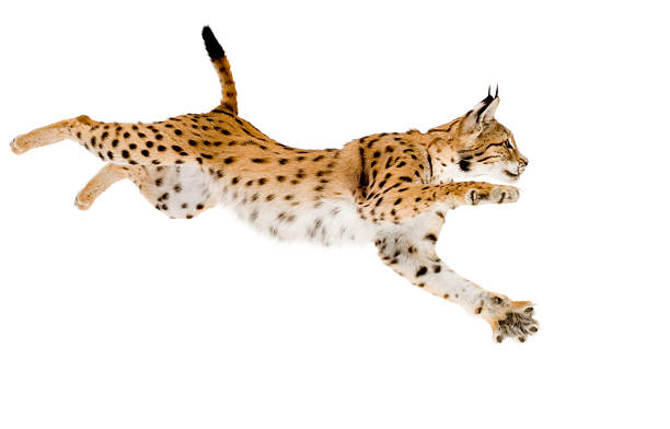 jumping lynx on white background - lynx stockfoto's en -beelden