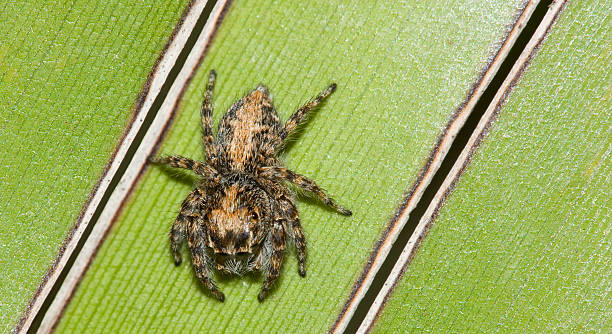 Jumping spider on green stock photo