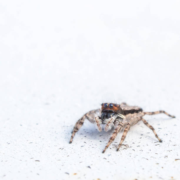 jumping spider on white background with copy space stock photo
