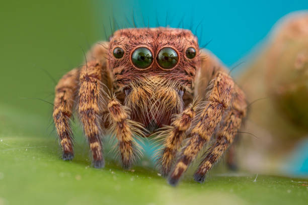 Jumping Spider A small jumping spider from Thailand. cute spider stock pictures, royalty-free photos & images