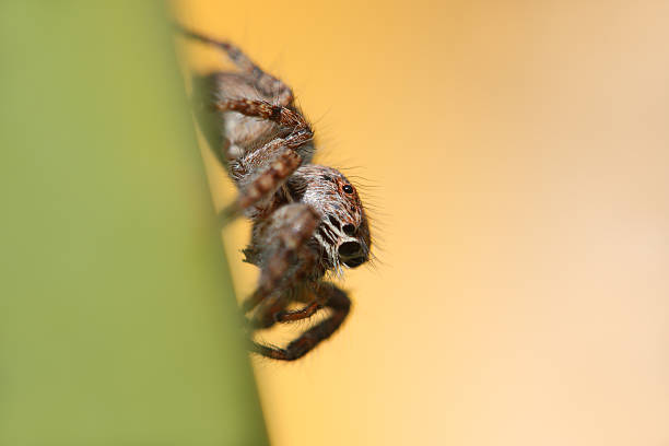 Jumping spider side flat stock photo