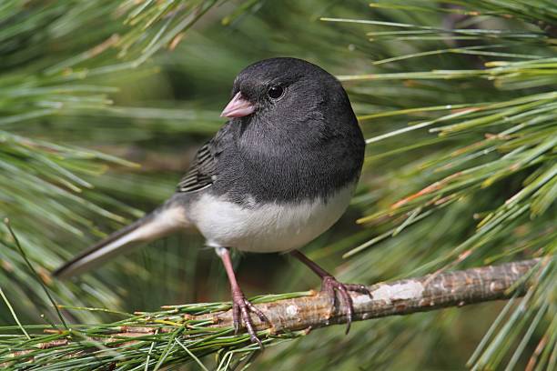 Junco In A Pine Tree stock photo