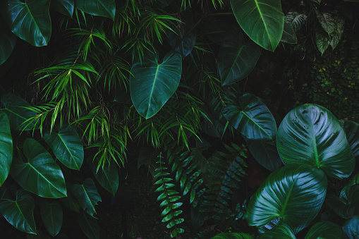 Jungle leaves background