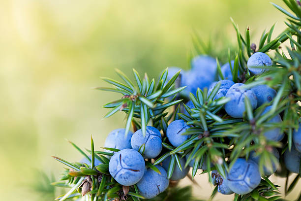 Juniper berries stock photo