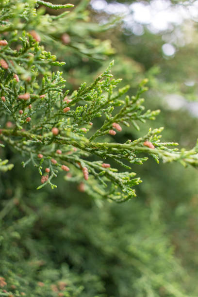 Juniper branch with buds stock photo