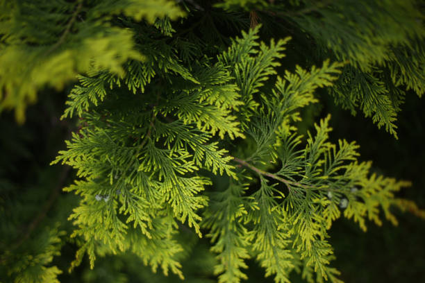 Photo of juniper leafs close up photo