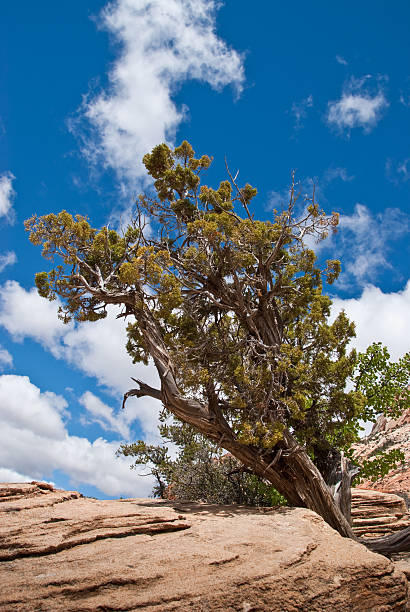 Juniper Tree Growing from a Rock Formation Zion Canyon is a unique and different experience than the Grand Canyon. At Zion, you are standing at the bottom looking up where at the Grand Canyon you are at the top looking down. Zion Canyon is mostly made up of sedimentary rocks, bits and pieces of older rocks that have been deposited in layers after much weathering and erosion. These rock layers tell stories of an ancient ecosystem very different from what Zion looks like today. About 110 – 200 million years ago Zion and the Colorado Plateau were near sea level and were close to the equator. Since then they have been uplifted and eroded to form the scenery we see today. Zion Canyon has had a 10,000-year history of human habitation. Most of this history was not recorded and has been interpreted by archeologists and anthropologist from clues left behind. Archeologists have identified sites and artifacts from the Archaic, Anasazi, Fremont and Southern Paiute cultures. Mormon pioneers settled in the area and began farming in the 1850s. Today, the descendants of both the Paiute and Mormons still live in the area. On November 19, 1919 Zion Canyon was established as a national park. Like a lot of public land, the Zion area benefited from infrastructure work done during the Great Depression of the 1930’s by government sponsored organizations like the Civil Works Administration (CWA) and the Civilian Conservation Corps (CCC). During their nine years at Zion the CWA and CCC built trails, parking areas, campgrounds, buildings, fought fires and reduced flooding of the Virgin River. This juniper tree was photographed from the Canyon Overlook Trail in Zion National Park near Springdale, Utah, USA. jeff goulden zion national park stock pictures, royalty-free photos & images
