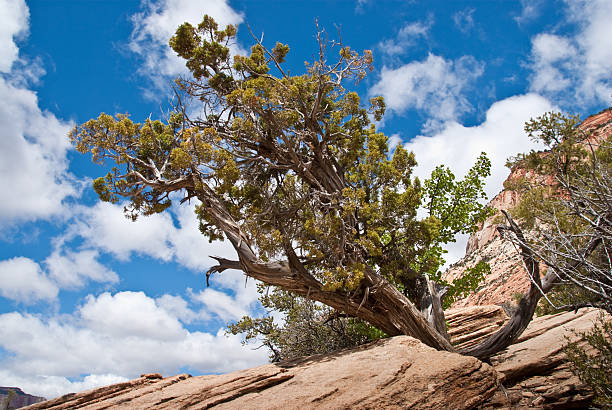 Juniper Tree Growing from a Rock Formation Zion Canyon is a unique and different experience than the Grand Canyon. At Zion, you are standing at the bottom looking up where at the Grand Canyon you are at the top looking down. Zion Canyon is mostly made up of sedimentary rocks, bits and pieces of older rocks that have been deposited in layers after much weathering and erosion. These rock layers tell stories of an ancient ecosystem very different from what Zion looks like today. About 110 – 200 million years ago Zion and the Colorado Plateau were near sea level and were close to the equator. Since then they have been uplifted and eroded to form the scenery we see today. Zion Canyon has had a 10,000-year history of human habitation. Most of this history was not recorded and has been interpreted by archeologists and anthropologist from clues left behind. Archeologists have identified sites and artifacts from the Archaic, Anasazi, Fremont and Southern Paiute cultures. Mormon pioneers settled in the area and began farming in the 1850s. Today, the descendants of both the Paiute and Mormons still live in the area. On November 19, 1919 Zion Canyon was established as a national park. Like a lot of public land, the Zion area benefited from infrastructure work done during the Great Depression of the 1930’s by government sponsored organizations like the Civil Works Administration (CWA) and the Civilian Conservation Corps (CCC). During their nine years at Zion the CWA and CCC built trails, parking areas, campgrounds, buildings, fought fires and reduced flooding of the Virgin River. This juniper tree was photographed from the Canyon Overlook Trail in Zion National Park near Springdale, Utah, USA. jeff goulden zion national park stock pictures, royalty-free photos & images