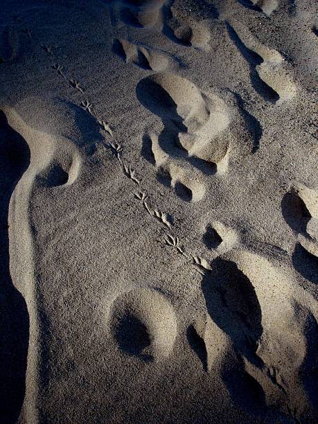 Jurassic Footprints footprints in the sand fossilized pitch stock pictures, royalty-free photos & images