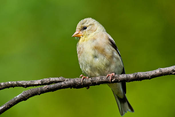 Juvenile American Goldfinch The American Goldfinch (Carduelis tristis) is the state bird of Washington, Iowa and New Jersey. It is a fairly common summer resident to the Pacific Northwest, migrating to the southern USA and Mexico in the winter. This juvenile with its buff yellow plumage was photographed in Edgewood, Washington State, USA. jeff goulden finch stock pictures, royalty-free photos & images
