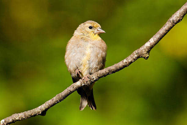 Juvenile American Goldfinch The American Goldfinch (Carduelis tristis) is the state bird of Washington, Iowa and New Jersey. It is a fairly common summer resident to the Pacific Northwest, migrating to the southern USA and Mexico in the winter. This juvenile with its buff yellow plumage was photographed in Edgewood, Washington State, USA. jeff goulden american goldfinch stock pictures, royalty-free photos & images