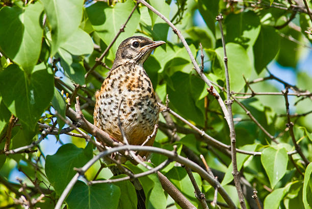 Juvenile American Robin The American Robin (Turdus migratorius) is a migratory songbird of the thrush family. It is named after the European Robin because of the male's reddish-orange breast, though the two species are not closely related. Robins do not frequent bird feeders because their diet consists of meat and fruit. They are frequently seen tugging earthworms out of the ground. This juvenile robin was photographed while perched in a tree at the Nisqually National Wildlife Refuge near Olympia, Washington State, USA. jeff goulden bird stock pictures, royalty-free photos & images