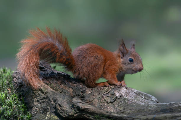 juvenile baby red squirrel (Sciurus vulgaris) on a branch stock photo