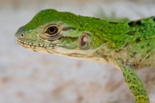 The Green Iguana, a lizard native to South and Central America.