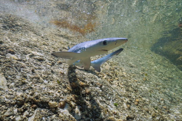 Juvenile blue shark Prionace glauca Atlantic ocean Galicia Spain stock photo