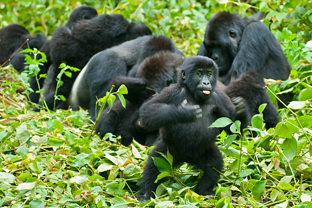 Juvenile Gorilla is chest-beating, Congo, wildlife shot stock photo
