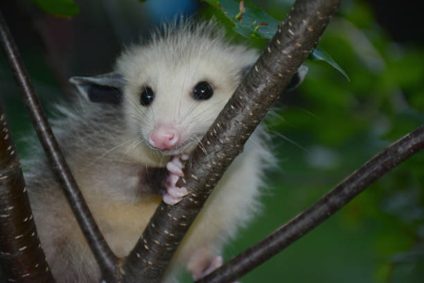 Juvenile Opossum Perching On Plum Tree Shaded summer closeup of a juvenile opossum perching within plum tree branches. virginia opossum stock pictures, royalty-free photos & images