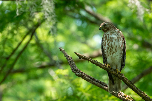 Red Shouldered hawk perched on a branch in a dense green forest