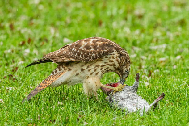 A juvenile Red-Shouldered Hawk with a squirrel for its meal A young Red Shouldered Hawk feasting on a dead squirrel in the grass as a light rain fall and beads up on its feathers. dead squirrel stock pictures, royalty-free photos & images