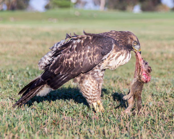 Juvenile Red-tailed Hawk feeding on dead squirrel Santa Clara County, California, USA. dead squirrel stock pictures, royalty-free photos & images