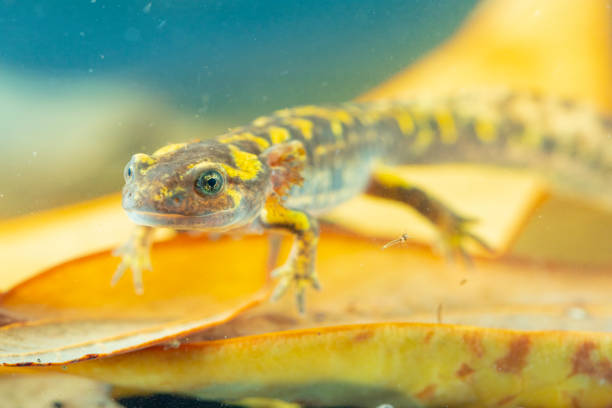 Juvenile salamander salamander stock photo