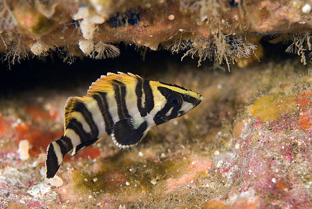 Juvenile Treefish stock photo