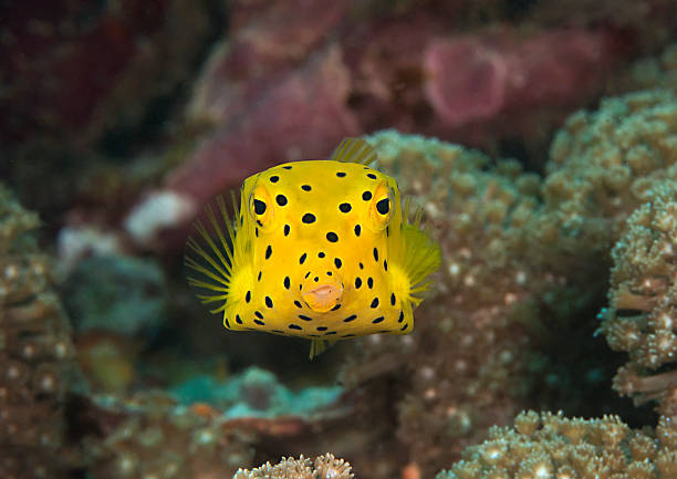 Juvenile yellow boxfish stock photo