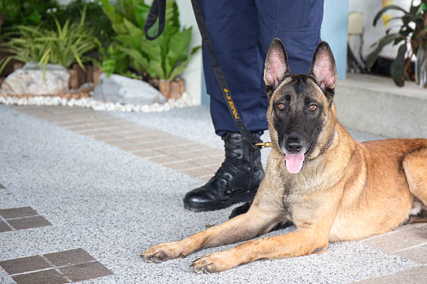 k 9 alsatian dog crouch beside training stock photo