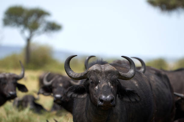 Kaffir buffalo portrait with blur in landscape and accompanying herd in masai mara nature reserve, kenya stock photo