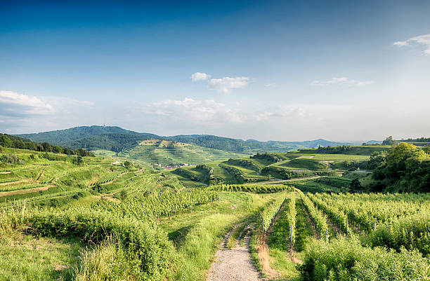 Kaiserstuhl Vineyards Germany View at the vineyards of the Kaiserstuhl in Germany. baden württemberg stock pictures, royalty-free photos & images