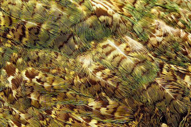 Kakapo parrot feathers stock photo