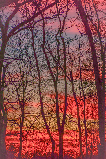 Dark trees against a vibrant sunset make for a Kandinsky-like landscape in the swamp.