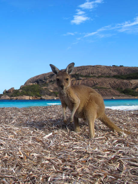 kangaroo, australia stock photo