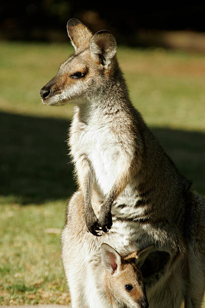 Kangaroo gazes into sun stock photo