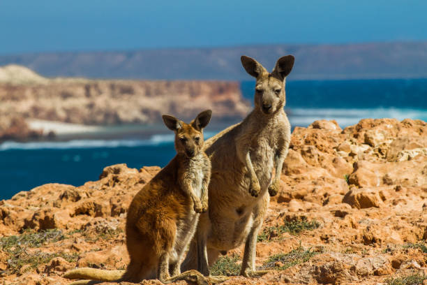 Kangaroo mother and child looking directly at camera with rugged ocean coastline backdrop stock photo