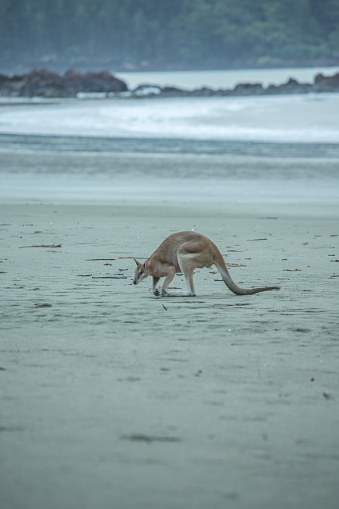 Kangaroo on the beach looking for Algae.