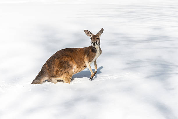 Kangaroo playing in the snow stock photo