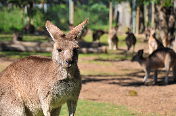 Kangaroo reserve stock photo