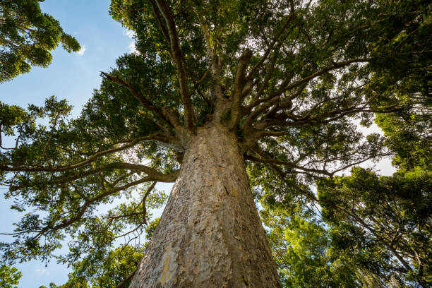 Kauri Tree stock photo