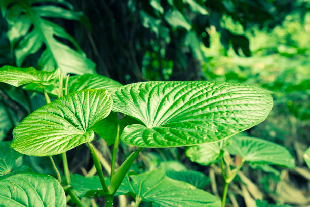 Kava leafs in the forest  kava stock pictures, royalty-free photos & images