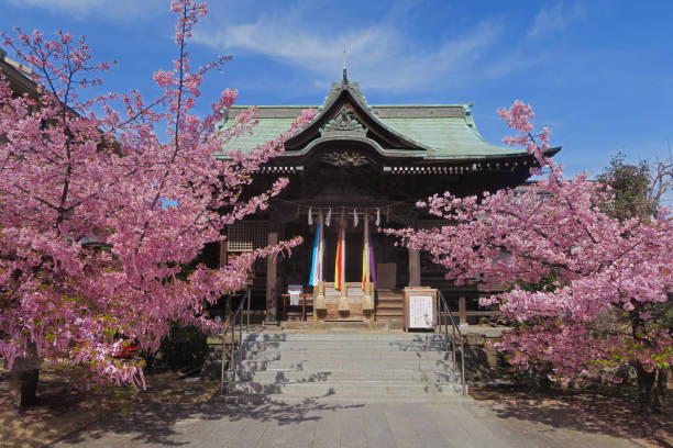 佐倉神宮の川津桜 - 神社 ストックフォトと画像
