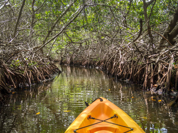 kayak dans une forêt de mangrove - kayak mangrove photos et images de collection