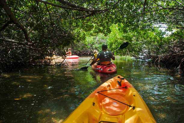 kayak dans la forêt de mangrove - kayak mangrove photos et images de collection