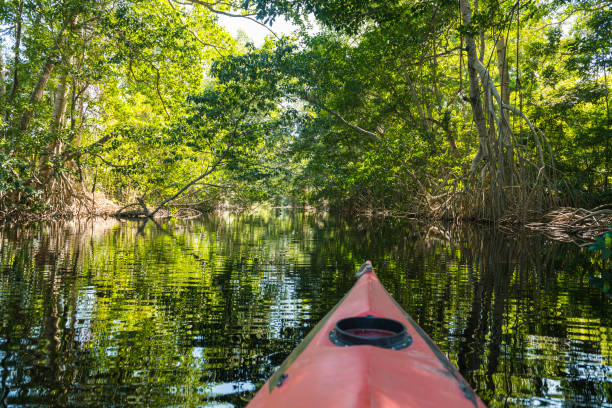 pratique du kayak dans le lagon de cacao - kayak mangrove photos et images de collection