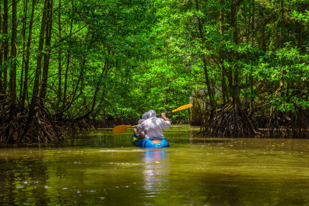 kayak dans la jungle de la mangrove - kayak mangrove photos et images de collection