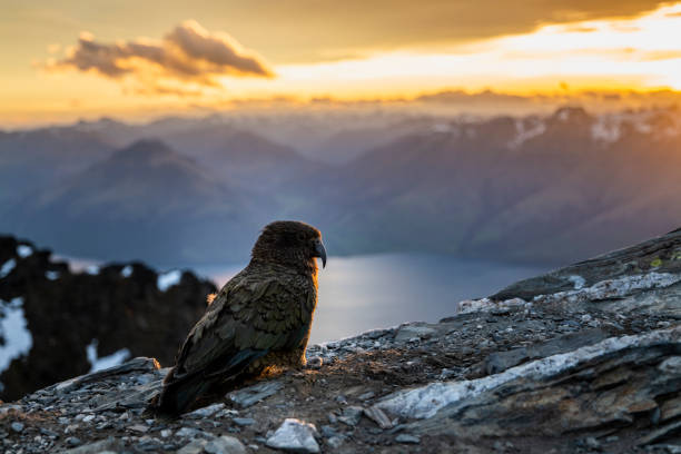 A Kea bird at Sunset over Queenstown and Lake, Remarkables New Zealand A Kea bird at Sunset over Queenstown and Lake, Remarkables New Zealand in Queenstown, OTA, New Zealand alpine climate stock pictures, royalty-free photos & images
